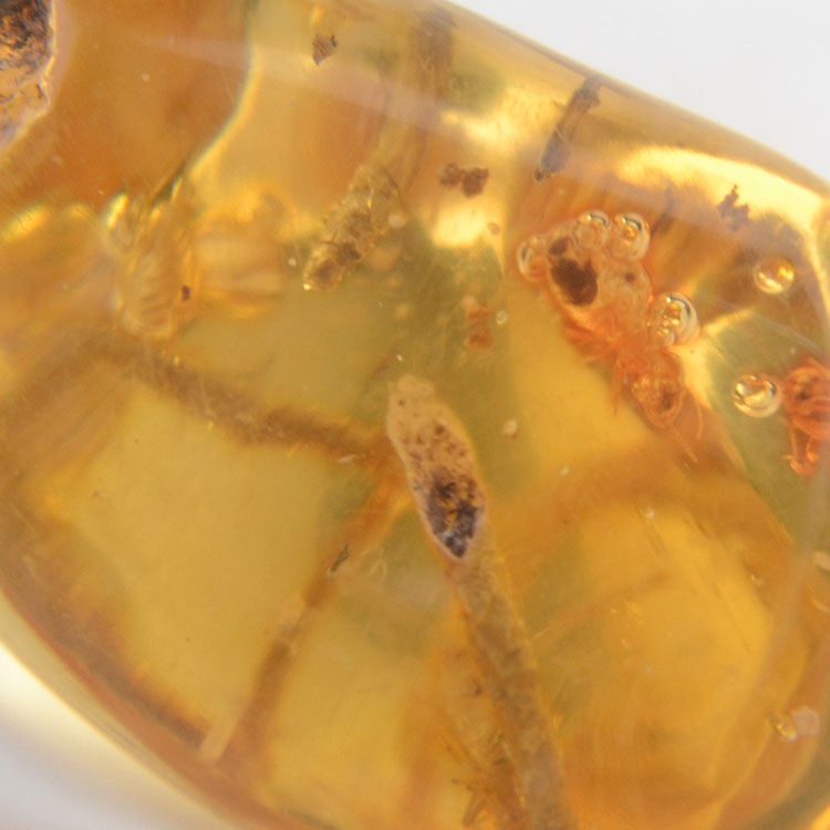 Real Amber Plant Inclusion Stone