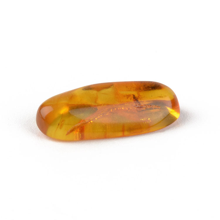 Natural Insect Amber for Collectors