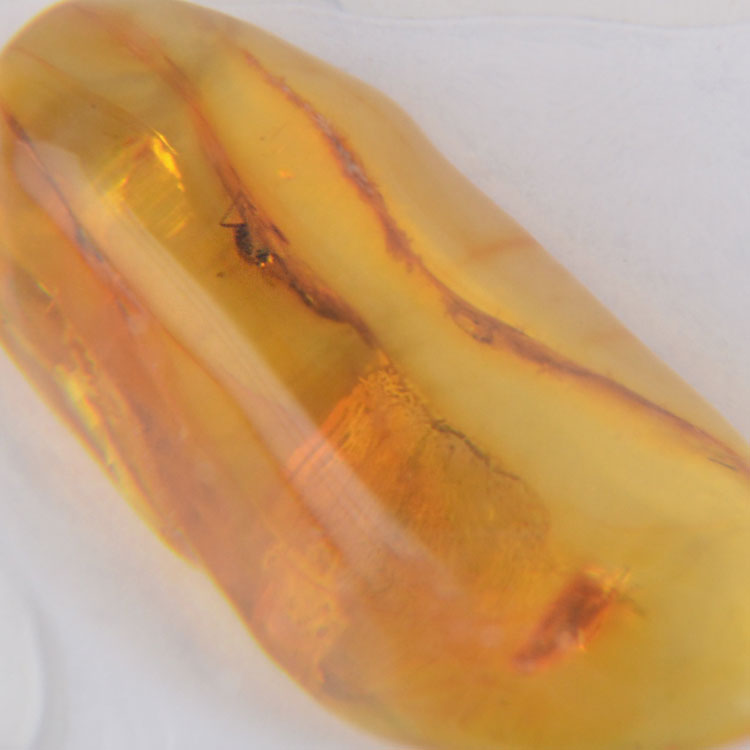 Natural Insect Amber for Collectors