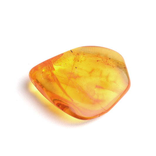 Collectible Piece of Baltic Amber