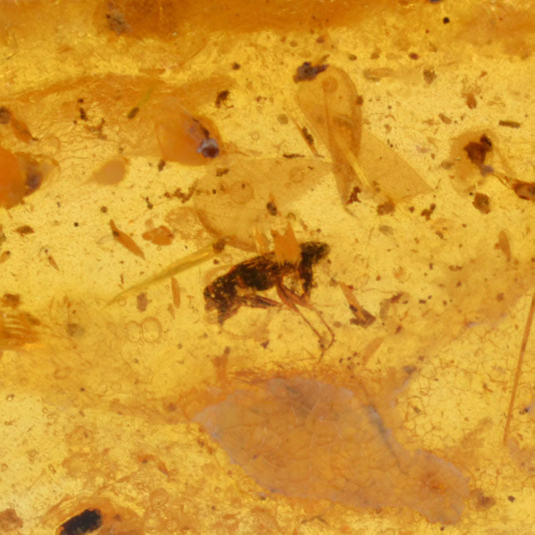 Real Amber Insect Inclusion Stone