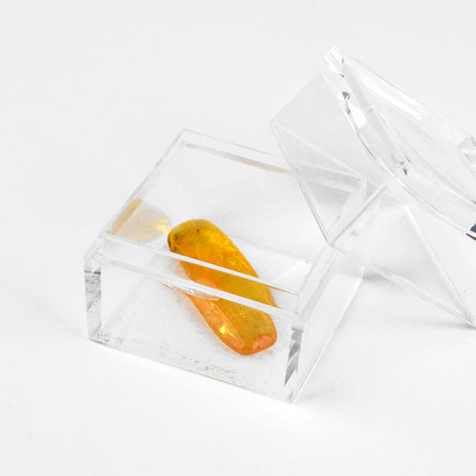 Collectible Insect Amber in Box