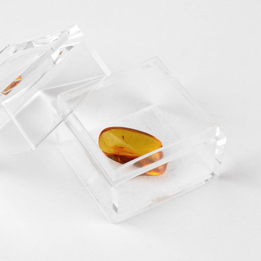 Insect Amber Collectible Nugget